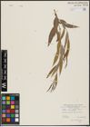 Foto von Salix acmophylla Boiss.